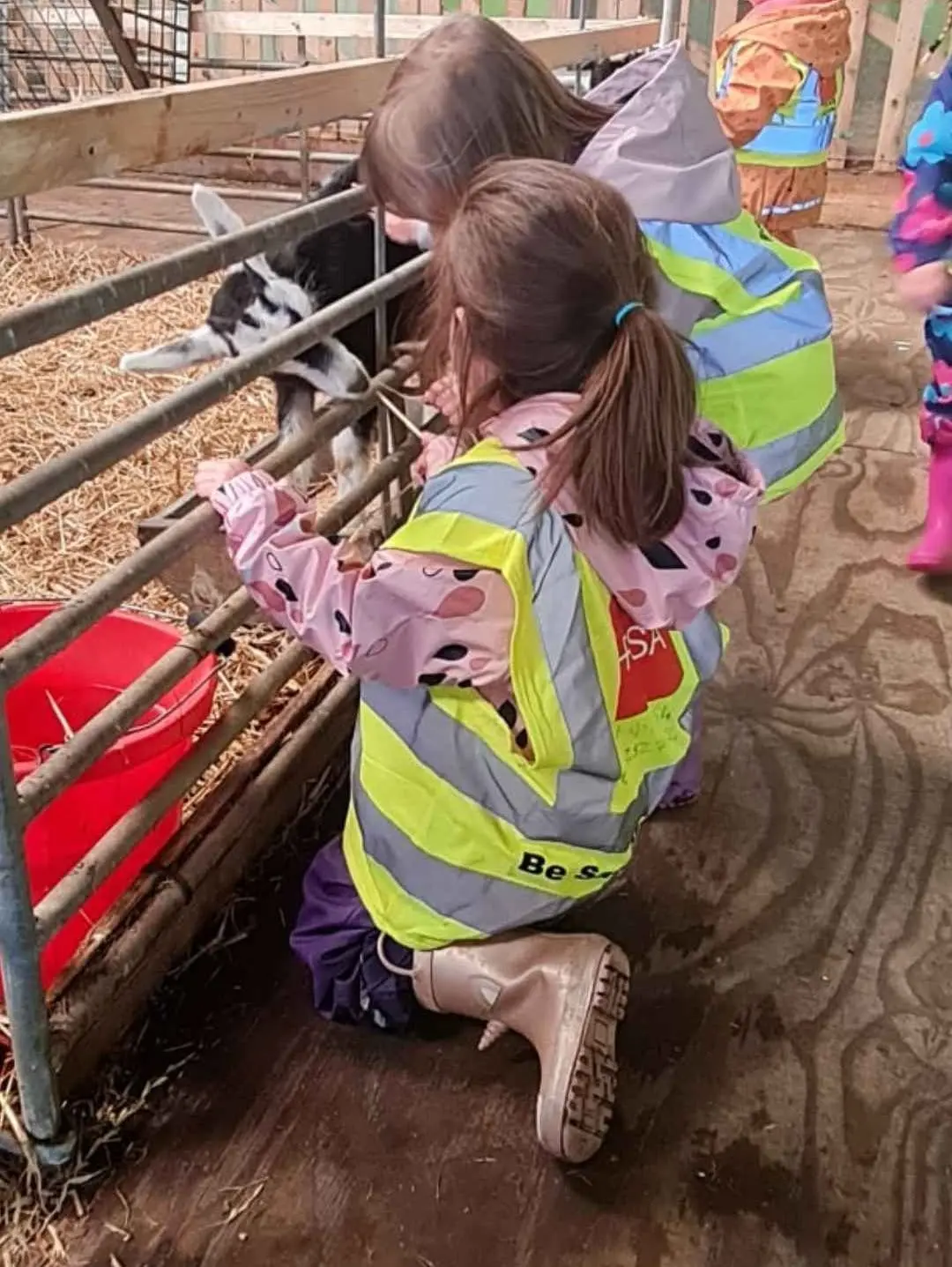 A barn on a farm visit with straw, pens and a goat at the rail, children seen from behind in high visibility jackets